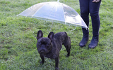 Umbrella For Dog With Built-in Leash - FREE SHIPPING WORLDWIDE